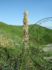 Асфоделина крымская 003